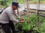 Dukung Swasembada Pangan Nasional Polsek Merbau Sembang Petani Cabe.