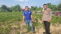 POLSEK TEBING TINGGI BARAT LAKUKAN PEMBINAAN PETANI DESA PADANG KAMAL.
