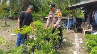 Dukung Ketahanan Pangan, Bhabinkamtibmas Polsek Rangsang Barat Tinjau Perkebunan Cabai Warga