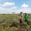 Polsek Tebing Tinggi Barat melakukan monitoring dan pembinaan tanaman nanas milik kelompok tani Pranap Lestari