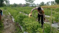 Dukung Swasembada Pangan Nasional Polsek Merbau Tanam Cabe Di Bagan Melibur.