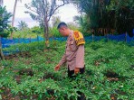 Melakukan Pembinaan Tanaman Cabe Cakra Polsek Tebing Tinggi Barat Wujudkan Ketahanan Pagan.