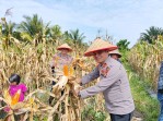 Polsek Merbau Panen Jagung Pipil Bersama Kelompok Tani, Dukung Ketahanan Pangan Nasional