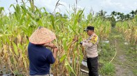 Polisi Turun ke Lahan, Pastikan Program Ketahanan Pangan Nasional Berjalan di Merbau