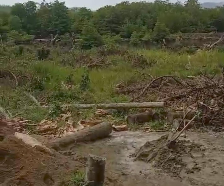 Wali Nagari Diduga Komersialisasi Hutan Mangrove, Ancaman Pidana Mengintai
