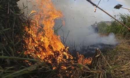 Begini Caranya Tekan Angka Karhutla Riau Menurut Akademisi