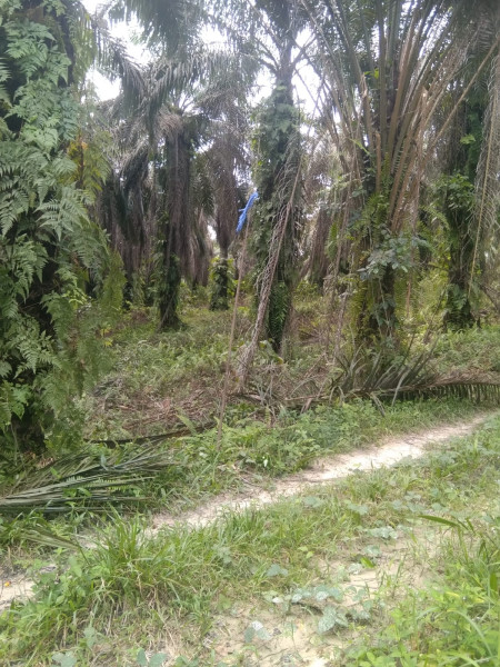 Diduga Banyak Dimiliki Pejabat,  Ribuan Hektare Kawasan Hutan di Desa Koto Garo Kampar dan Tahura Pekanbaru Berubah Fungsi Jadi Kebun Sawit