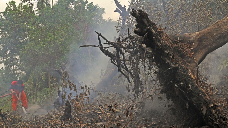 Kebakaran Hutan Kembali Terjadi di Riau