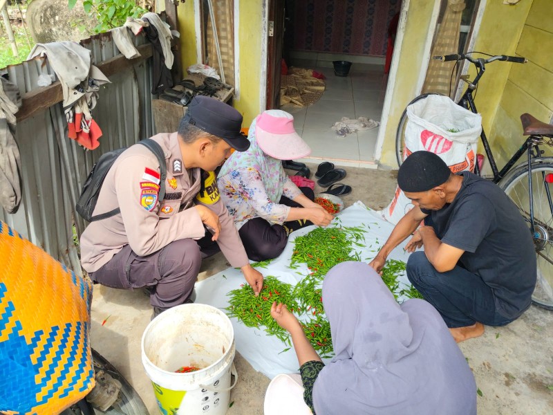 BHABINKAMTIBMAS DESA BANTAR PANEN CABAI RAWIT DUKUNG KETAHANAN PANGAN