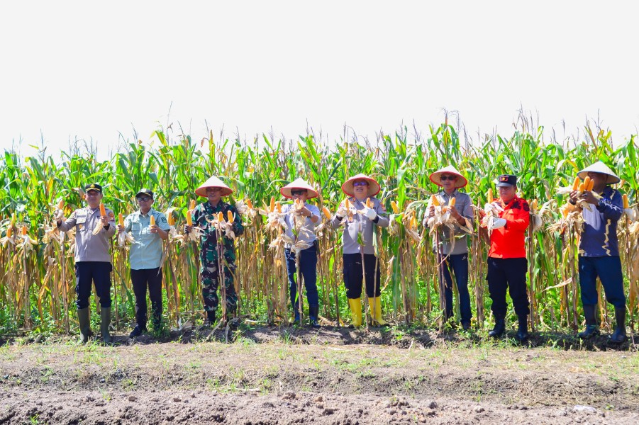 Bupati Meranti Resmikan Rumah Singgah Desa dan Pimpin Panen Raya Jagung Pipil di Teluk Samak