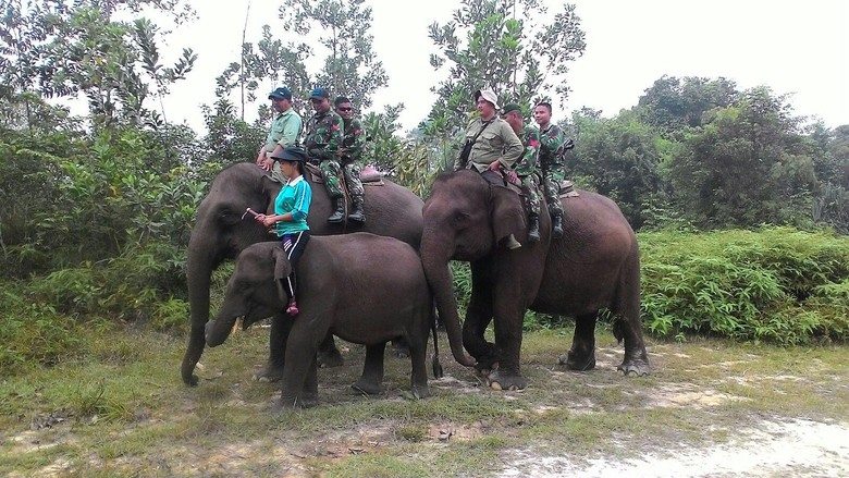 Tim Kostrad Patroli Kebakaran di Riau dengan Naik Gajah