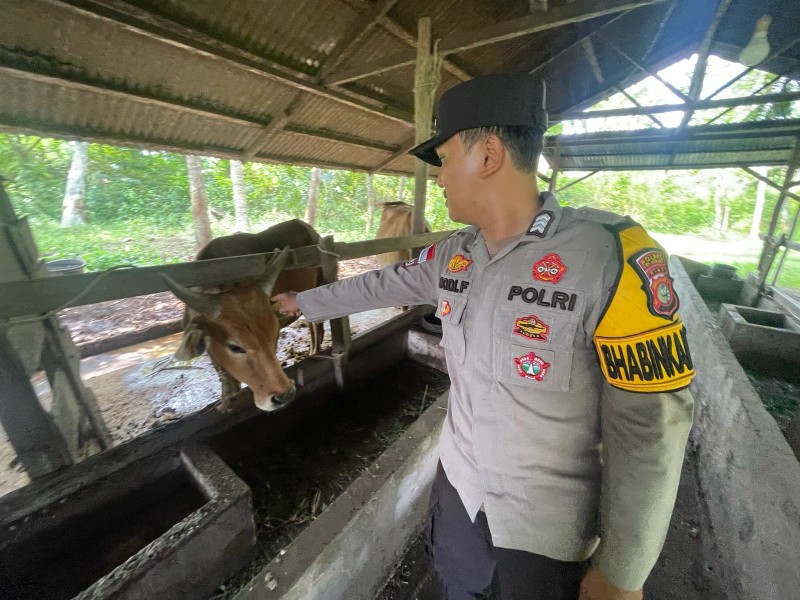 Kegiatan pembinaan Kepada Peternakan Sapi, Polsek Tebing Tinggi Barat wujudkan Ketahanan Pangan Nasional