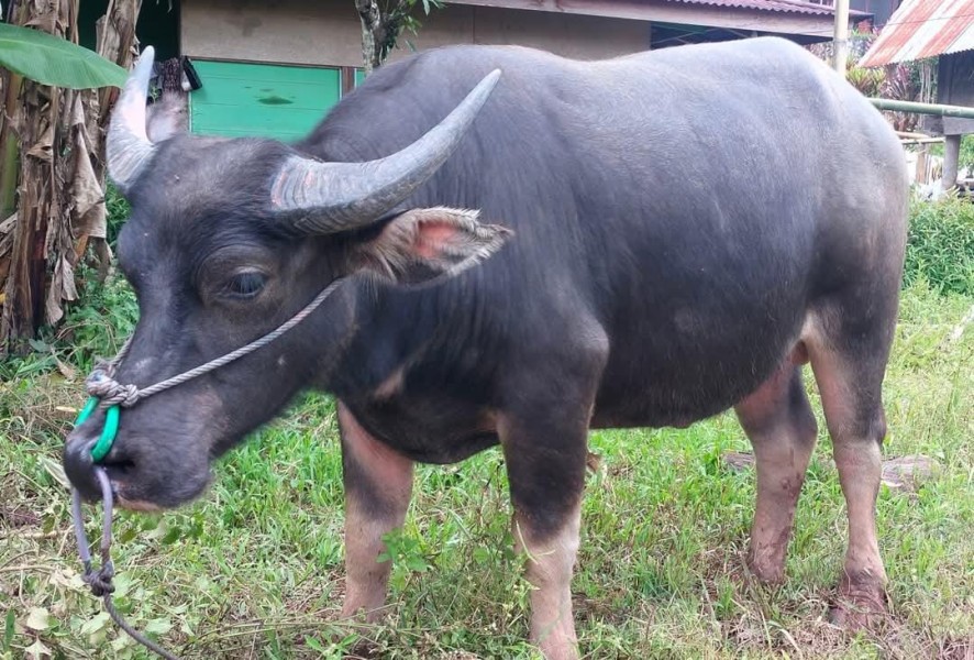 Uwang Ocu Panam Galang Dana Potong Kerbau Halal Bi Halal