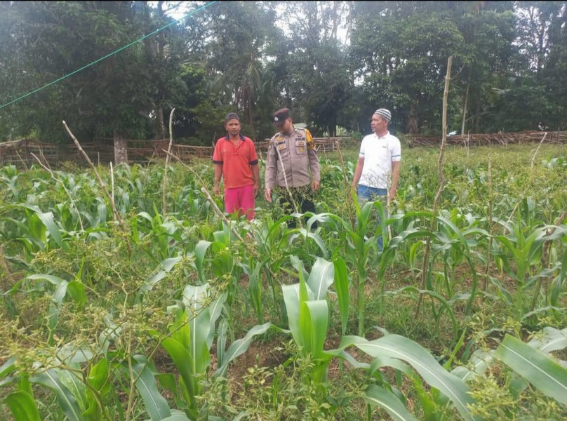 Melakukan Pembinaan Pemilik, Tanaman Jagung Manis, Polsek Tebing Tinggi Barat Wujudkan Ketahan Pagan.