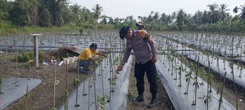 Polsek Tebing Tinggi Barat monitoring dan pembinaan tanaman Cabe milik kelompok Tani.