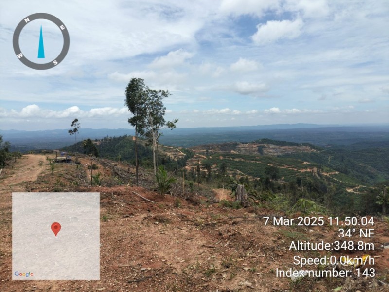 Oknum Camat Kampar Kiri Hulu Diduga Lakukan Perambahan Hutan