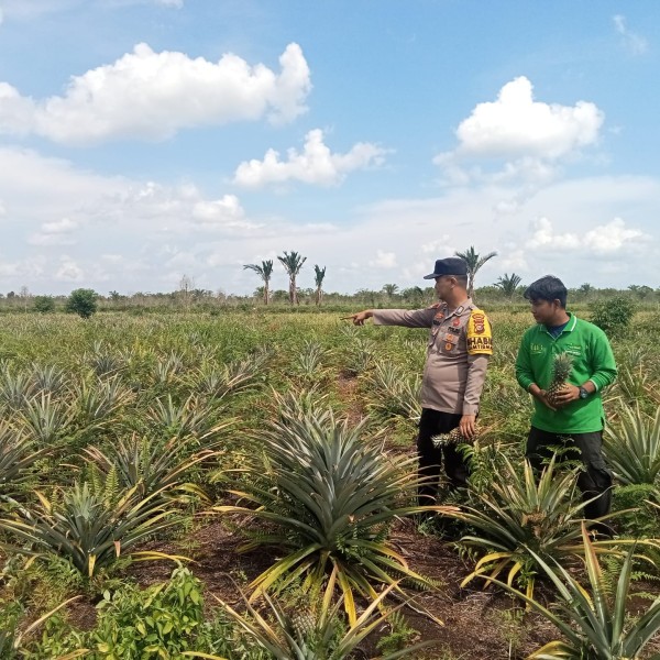 Polsek Tebing Tinggi Barat melakukan monitoring dan pembinaan tanaman nanas milik kelompok tani Pranap Lestari