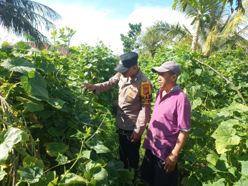 Polsek Tebing Tinggi Barat Bina Budidaya Timun di Pulau Merbau, Dukung Ketahanan Pangan Nasional