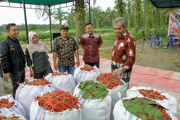 Didampingi Hanafiah, PJ Bupati Kampar Lakukan Panen Raya Cabai Merah di Desa Danau Lancang