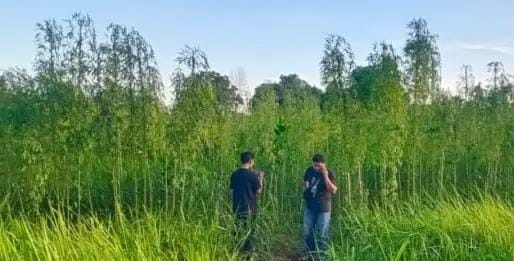 Heboh! Diduga Ladang Ganja Ditemukan di Pekanbaru