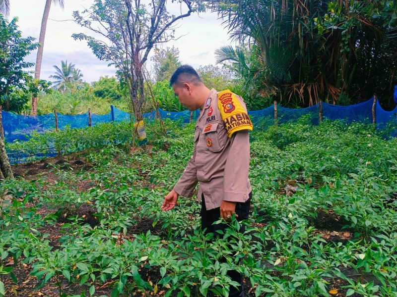 Melakukan Pembinaan Tanaman Cabe Cakra Polsek Tebing Tinggi Barat Wujudkan Ketahanan Pagan.