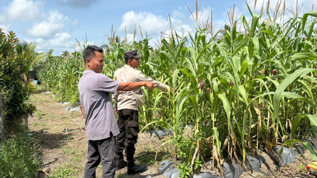 Dukung Ketahanan Pangan Nasional, Bhabinkamtibmas Polsek Merbau