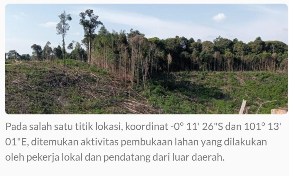 Hutan Rimbang Baling Terancam Punah: Mafia Sawit di Balik Perambahan Ilegal, BKSDA Riau Diduga Terlibat