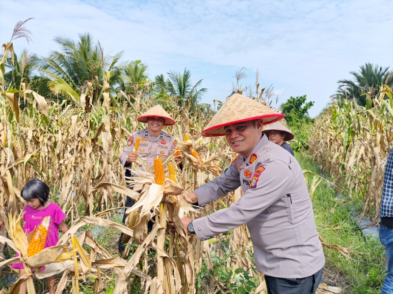 Polsek Merbau Panen Jagung Pipil Bersama Kelompok Tani, Dukung Ketahanan Pangan Nasional