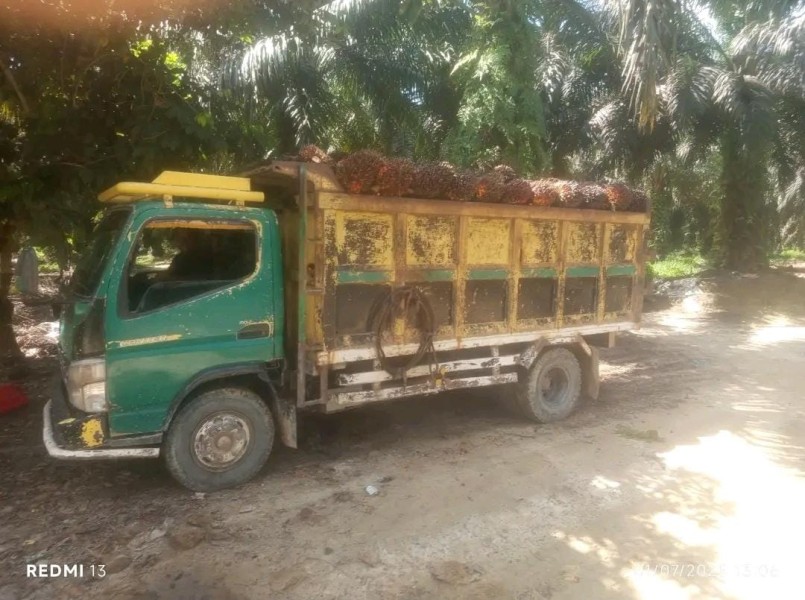Kebun Sawit ABP Diduga Masuk Kawasan Hutan TNTN, Berlokasi di Baserah Km 71