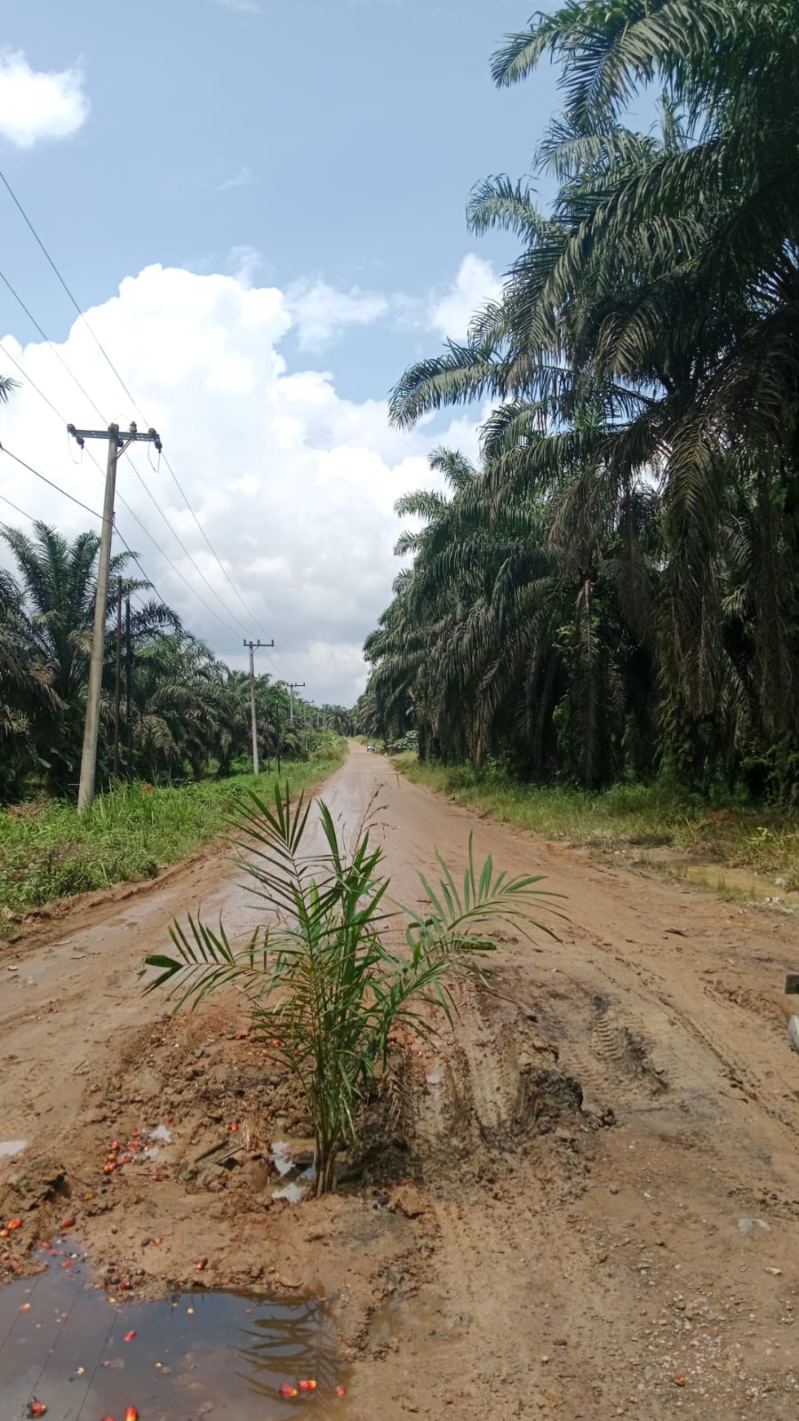 Jalan Penghubung Desa Di Ukui Rusak, HIPMU Angkat Bicara