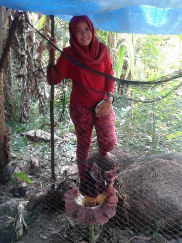 Heboh, Warga Desa Pangkalan Baru Kampar-Riau Temukan Bunga Bangkai